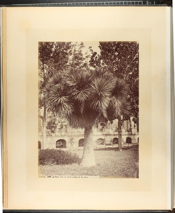 La Yucca, arbol raro de los jardines de San Telmo.