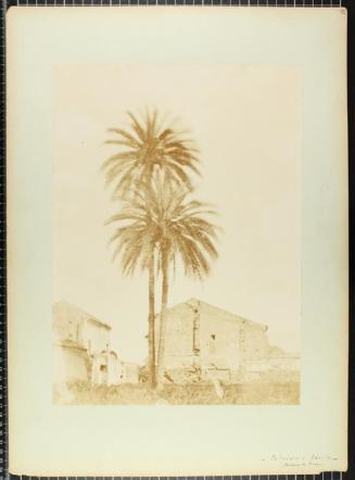 Palmiers à Séville. Faubourg de Triana. (Palmeras en Sevilla. Barrio de Triana)