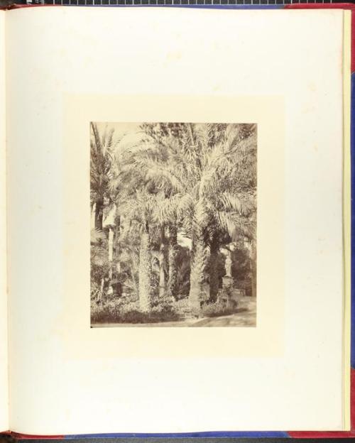 (Palmeras en los jardines del palacio de San Telmo) (Grove of palms at the gardens of the Palace of San Telmo)