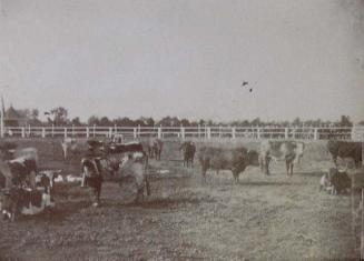 (Toros y vacas en un cercado)