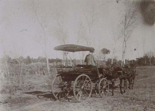 (Coche de caballos en los alrededores de Marchena)