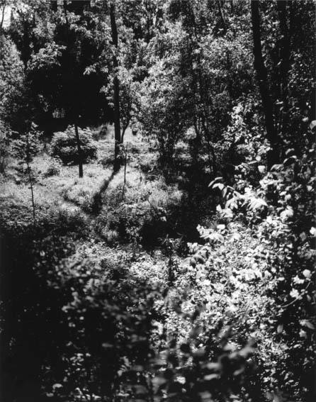 Tabla de los Bojes, junto al Paseo de la María