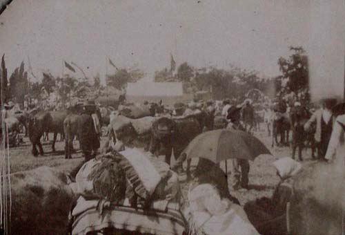 (Feria de ganado en la Feria de Sevilla)