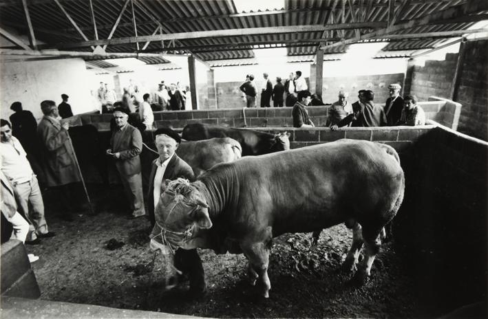 Ganaderos y vacas en un establo