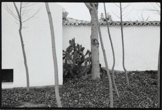 Muro de una casa, árboles y chumbera