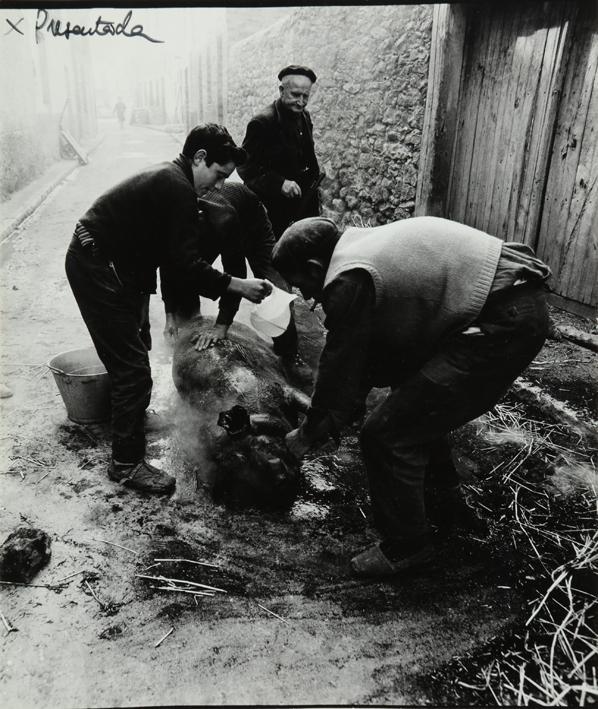 Matanza del cerdo. Ayllón