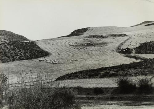 Campo y rebaño de ovejas