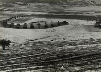 Campo de cultivo y ganado