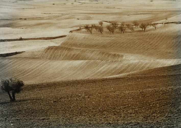 Campos de cultivo