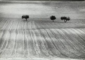 Campos de cultivo