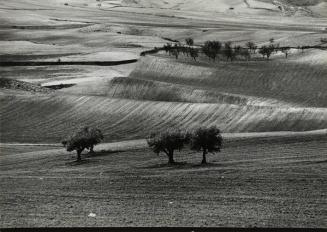 Campos de cultivo