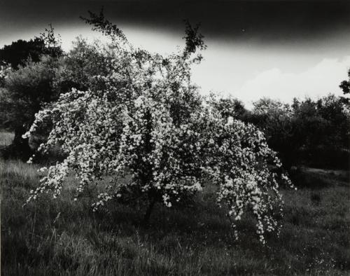 Árbol floreado en un campo