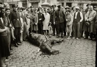 Vaca abatida al escaparse por la ciudad. Rambla de Cataluña