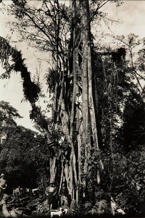 Hombres subidos a un árbol