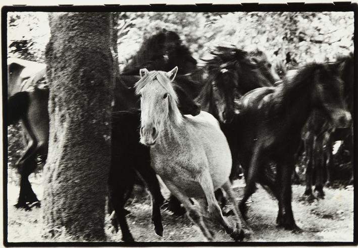 San Lorenzo de Sabucedo, 1970