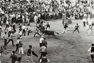 Vaquillas en una plaza de toros