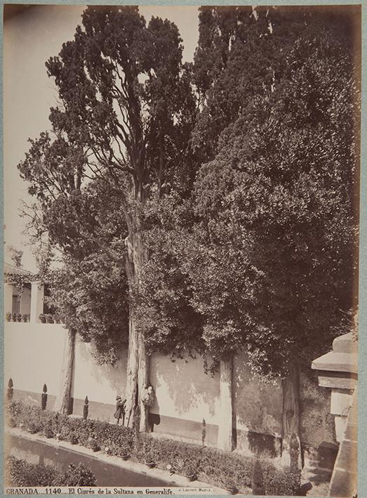 Granada. El ciprés de la Sultana en Generalife