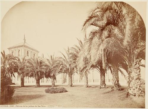 Sevilla. Palmeras de los jardines de San Telmo