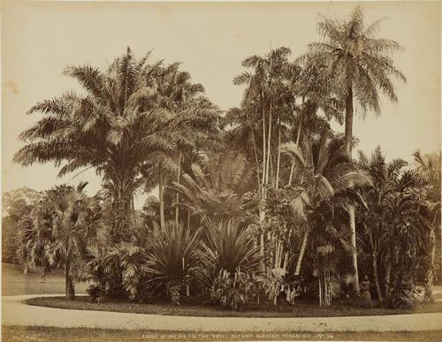 Group of palms in the Royal Botanic Gardens, Pérádeniya