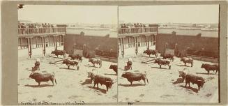 Corrales Plaza de Toros. Madrid