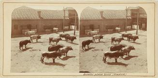 Corrales plaza toros (Madrid)