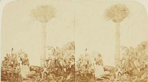 Cochineal gatherers at Orotava