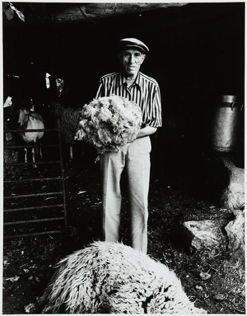 Esquilador viejo con pelo de oveja