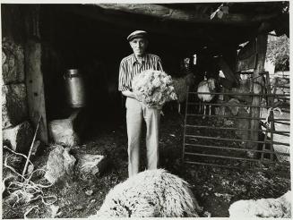 Esquilador viejo con pelo de oveja