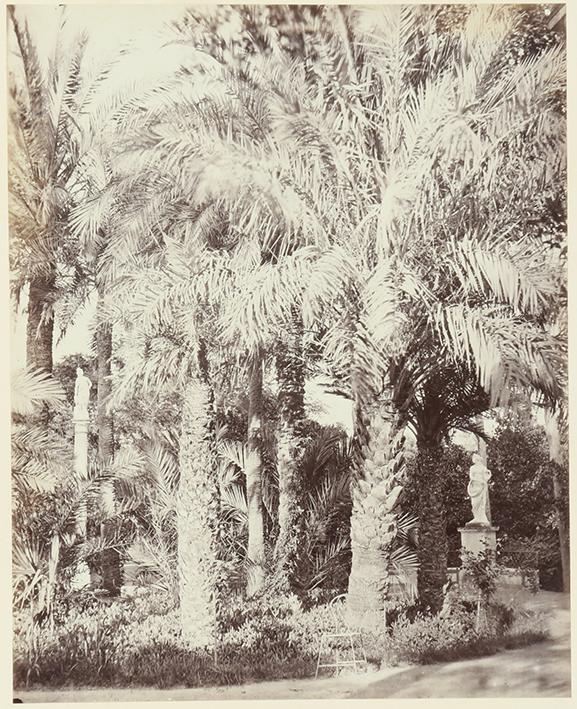 Grove of palms at the gardens of the Palace of San Telmo