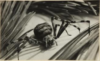 Araña