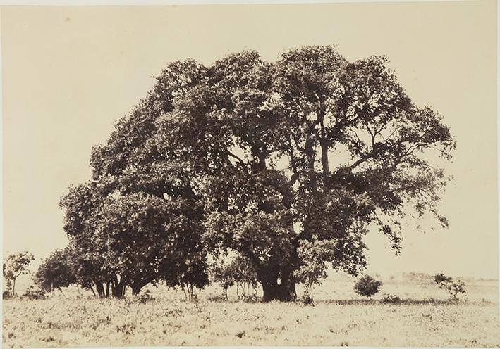 Tree study (Paisaje con un árbol)