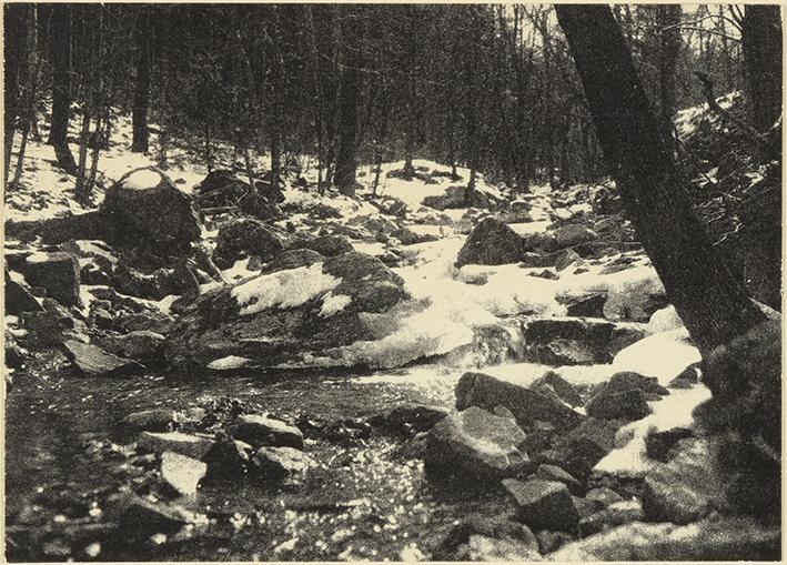 Sin título (bosque nevado)